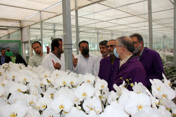 بازدید استاندار البرز از بزرگترین گلخانه پرورش گل ارکیده کشور در شهرستان نظرآباد