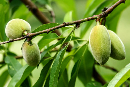 پیش‌بینی افزایش هشت درصدی تولید میوه‌های سردسیری و خشک