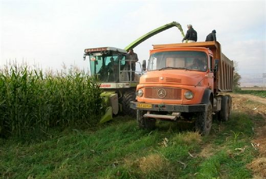 ۴۲۵ هزار تن علوفه در یزد تولید شد