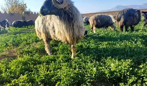 گوسفند کبوده شیراز در مسیر ثبت جهانی
