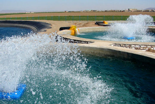 استخرهای دو منظوره پرورش ماهی و کشاورزی روشی بهینه برای استفاده از منابع آبی