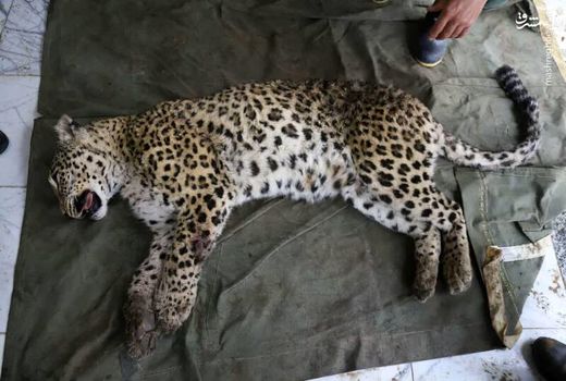 تجهیزات زنده‌گیری در سطح استان بی‌نظیر است