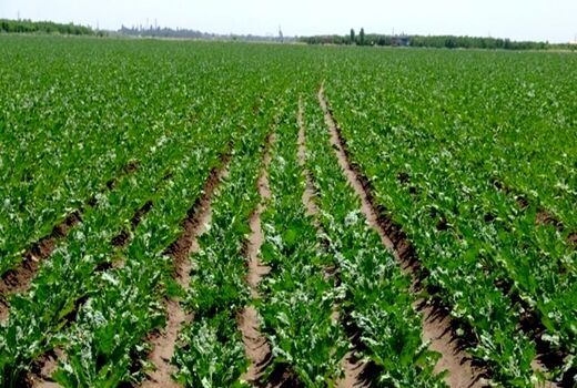 در بیش از ۳۴ هزار هکتار از مزارع آذربایجان غربی چغندر قند کشت می شود