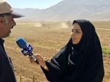 برداشت چغندر قند از مزارع چهارمحال و بختیاری