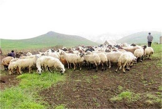 تولیدات عشایری خراسان شمالی با استفاده از دانش نوین به۸۳۰۰ تن رسید