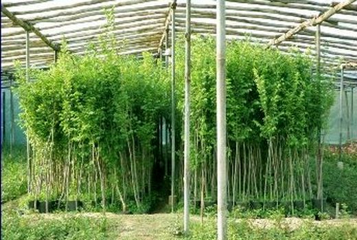 کنترل آفات با افزایش سطح آگاهی کشاورزان و باغداران جهت خرید و کاشت نهال سالم و گواهی شده و جلوگیری از ورود نهال آلوده و بدون لیبل