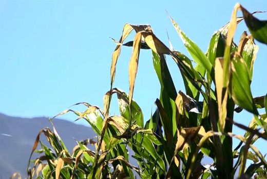 خسارت میلیاردیِ سرما به کشاورزانِ بویین میاندشت