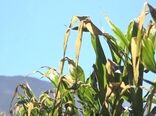 خسارت میلیاردیِ سرما به کشاورزانِ بویین میاندشت