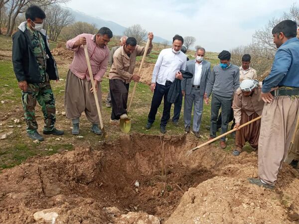 تولید  سالیانه بیش از 600 تن محصولات باغی در شهرستان بدره 