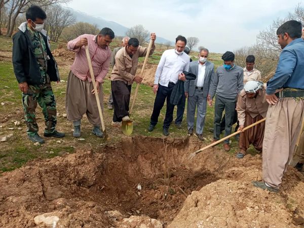 تولید سالیانه بیش از 600 تن محصولات باغی در شهرستان بدره