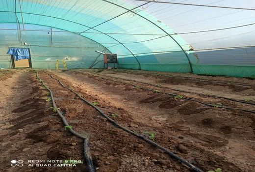 فعالیت مجدد یک واحد گلخانه زنان روستایی در شهرستان بوئین زهرا