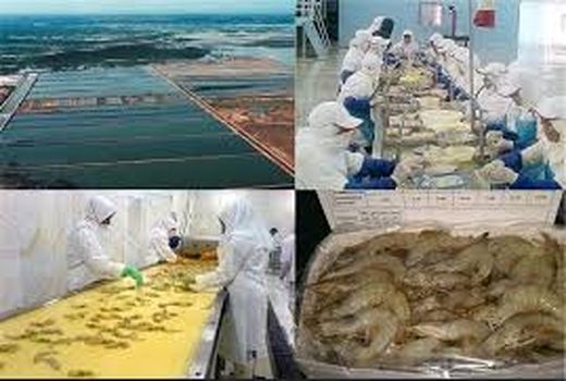 بوشهر با رشد ۷۱ درصدی، رکورددار تولید میگو در کشور شد