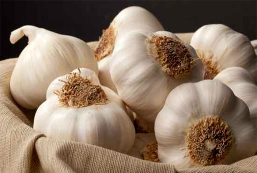 پیش‌بینی برداشت ۴۶ هزار تن سیر از مزارع استان همدان