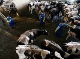 هدف‌گذاری تولید ۹۴۸ هزار تن گوشت قرمز در ۱۴۰۵ / رشد تولید شیر و تمرکز بر ارتقای کیفیت