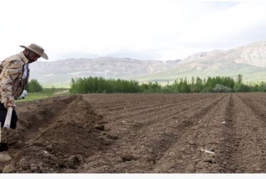 پیش بینی کشت ۶ هزار هکتاری پنبه در مانه و سملقان