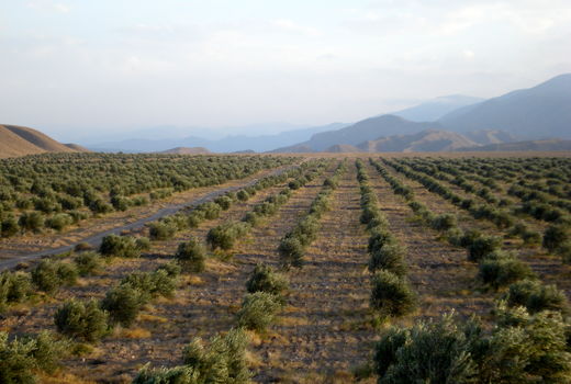 توسعه باغات در سطح 930 هکتار از اراضی کشاورزی استان  قزوین