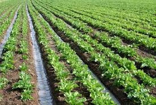 اسلام‌آبادغرب؛ قطب تولید چغندرقند در استان کرمانشاه
