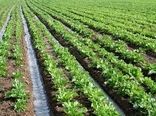 اسلام‌آبادغرب؛ قطب تولید چغندرقند در استان کرمانشاه
