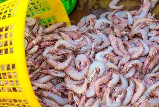 آزادسازی صید میگوی سفید در خوزستان