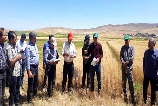 تبیین آخرین دستاوردهای تحقیقاتی موسسه دیم در شهرستان هشترود
