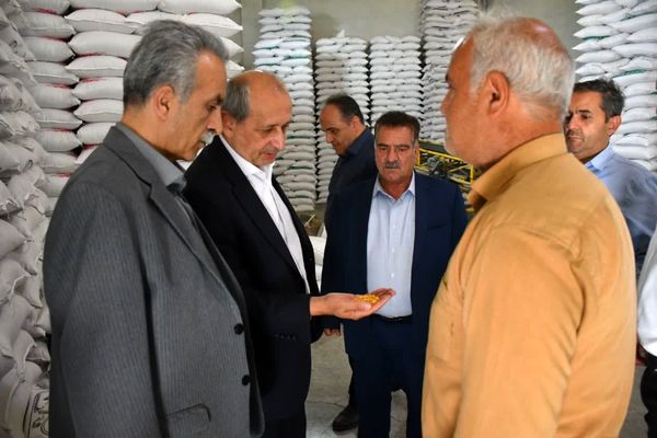 آذرشهر؛ پایتخت بی‌رقیب تولید لپه کشور و قطب فرآوری حبوبات خاورمیانه