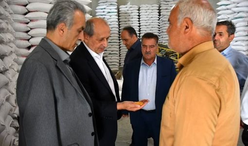 آذرشهر؛ پایتخت بی‌رقیب تولید لپه کشور و قطب فرآوری حبوبات خاورمیانه