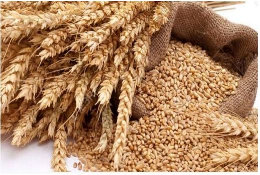 کشاورزان خراسان شمالی از گندم به‌عنوان جایگزین جو در خوراک دام استفاده می‌کنند