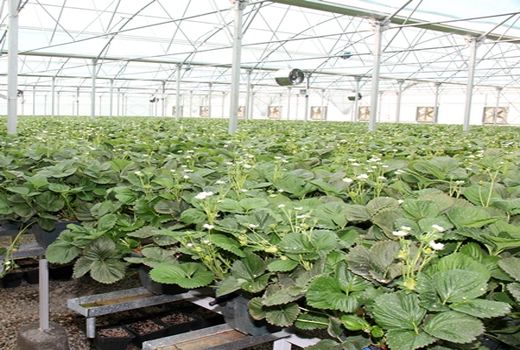 تشدید کنترل‌های بیولوژیکی در گلخانه‌ها