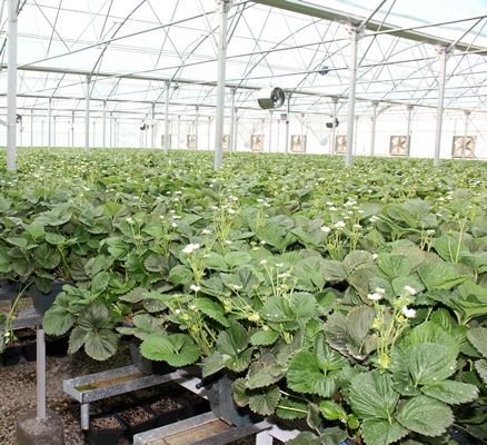 تشدید کنترل‌های بیولوژیکی در گلخانه‌ها