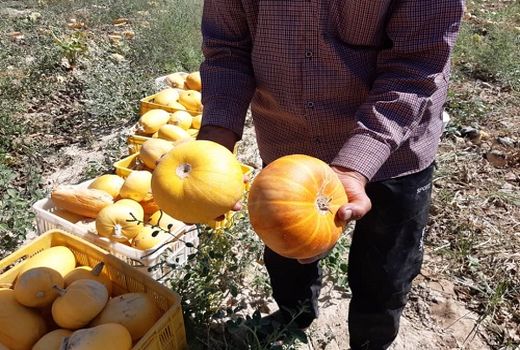 آغاز برداشت مکانیزه کدو آجیلی در قیروکارزین 