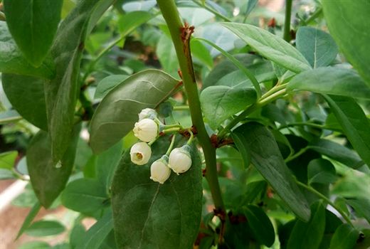 بهره برداری از واحد گلخانه 45 هزار متر مربعی در استان البرز با حمایت بانک کشاورزی