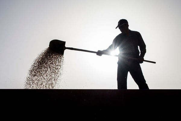 تعیین قیمت خرید تضمینی گندم با قیمت گندم وارداتی