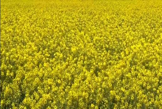 شاهین شهر ومیمه پیشرو در کشت کلزا