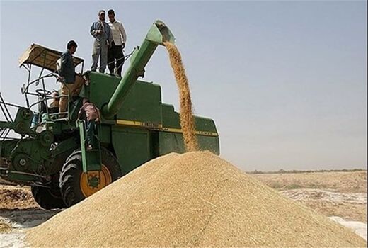خرید تضمینی گندم در اصفهان نسبت به سال گذشته ۱۰۰درصد افزایش یافت