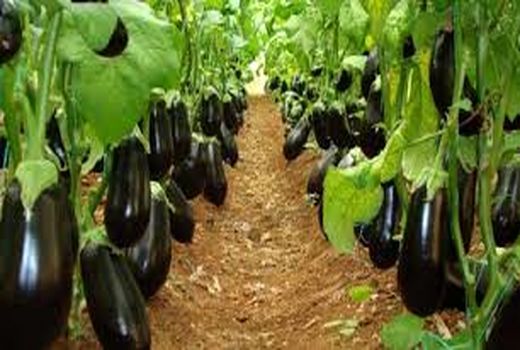 لزوم دریافت کد شناسه ، شرط عرضه محصولات کشاورزی