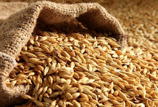 کاهش سطح زیرکشت جو نگران‌کننده است /  لزوم قیمت‌گذاری متناسب