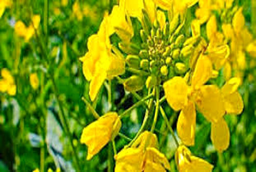 برگزاری کارگاه آموزشی  تنظیم کمباین وکنترل ریزش ضایعات در شهرستان ارزوئیه