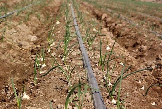 کشت پیاز در شهرستان کیار پایان یافت