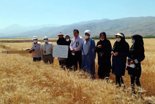  برگزاری روز مزرعه گندم در شهرستان جلفا