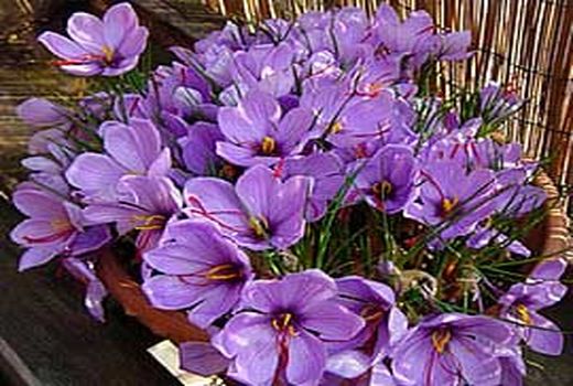 برداشت 1330 کیلوگرم طلای سرخ از مزارع شهرستان زرند