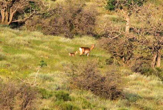 گوساله‌زایی گوزن زرد در جزیره اشک