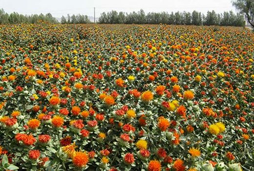 کشت گلرنگ؛ امید تازه کشاورزان بستان‌آباد در مقابله با خشکسالی