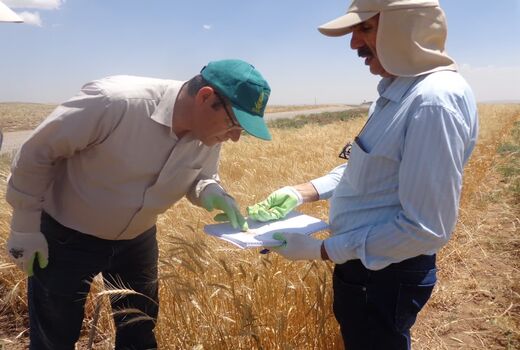 شناسایی و معرفی لاین‌های جدید در مؤسسه تحقیقات کشاورزی دیم کشور در راستای تأمین امنیت غذایی