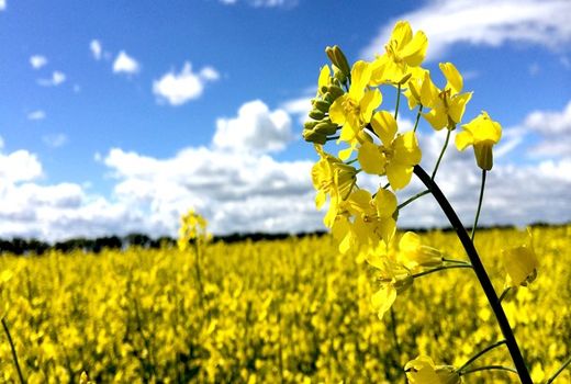 چهار گام مهم دولت در بخش کشاورزی/ چطور‌ بازار محصولات کشاورزی و کالای اساسی به ثبات می‌رسد