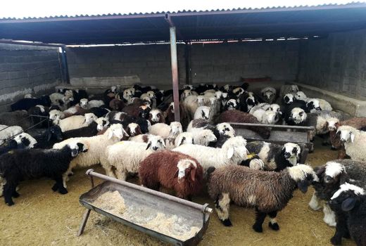 توقیف محموله های گوسفند و گیاهان دارویی قاچاق در نی‌ریز