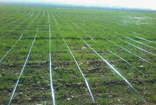 اجرای آبیاری تحت فشار در کازرون گامی موثر در حفظ منابع آبی