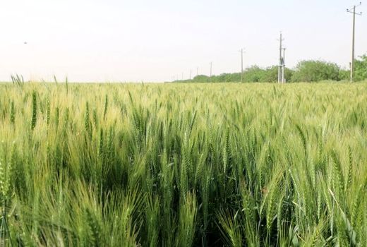 پیش بینی تولید ۲۹۷ هزار تُن گندم در خراسان شمالی 