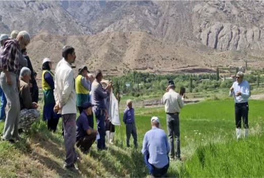 برگزاری روز انتقال یافته‌های نوین تحقیقاتی زراعت برنج در الموت شرقی