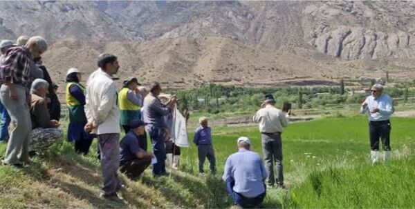 برگزاری روز انتقال یافته‌های نوین تحقیقاتی زراعت برنج در الموت شرقی