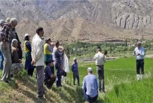 برگزاری روز انتقال یافته‌های نوین تحقیقاتی زراعت برنج در الموت شرقی